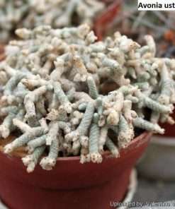 Avonia ustulata seeds