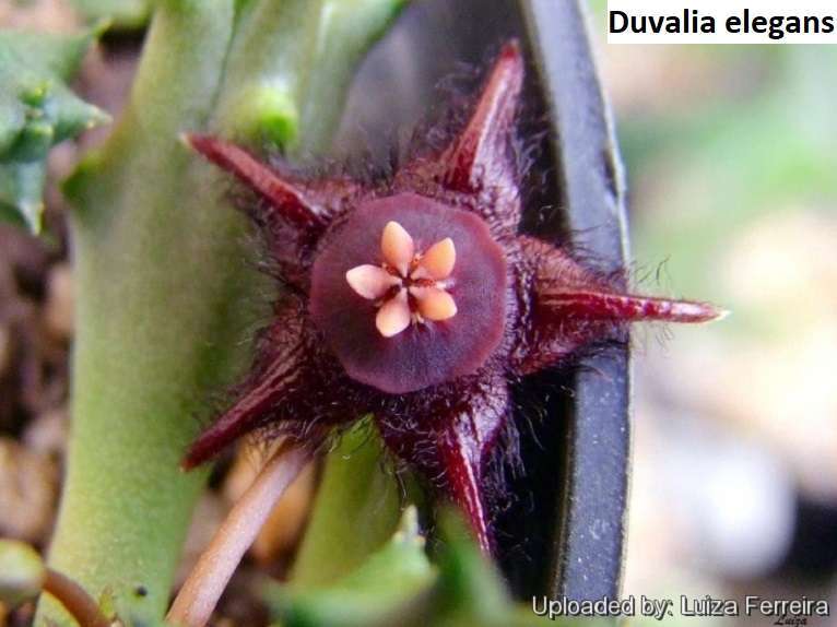 duvalia elegans seeds