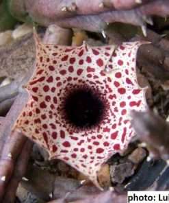 huernia occulta seeds