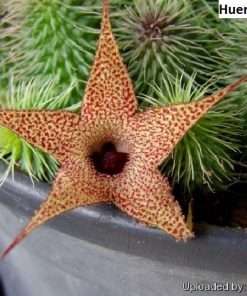Huernia pillansii seeds