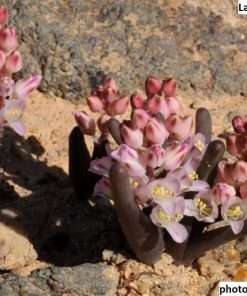 lachenalia patula seeds
