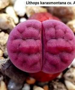Lithops karasmontana cv. Axel's Rose seeds