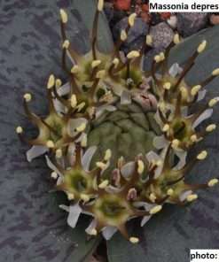 Massonia depressa seeds