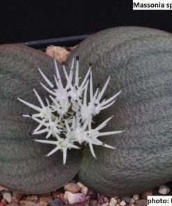 Massonia sp. (Kagga Kamma 1) seeds
