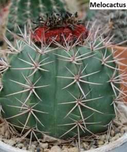 Melocactus salvadorensis seeds