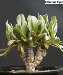 Othonna lepidocaulis seeds