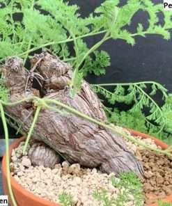 Pelargonium triste seeds