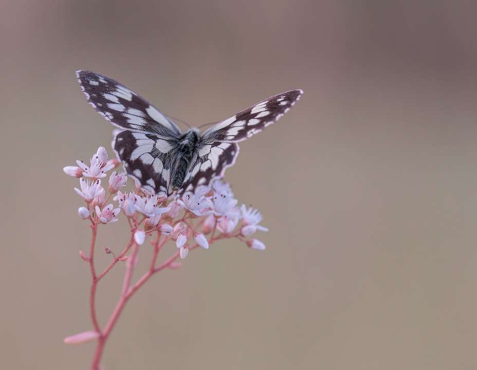 butterfly on sedum flower butterfly on sedum flower
