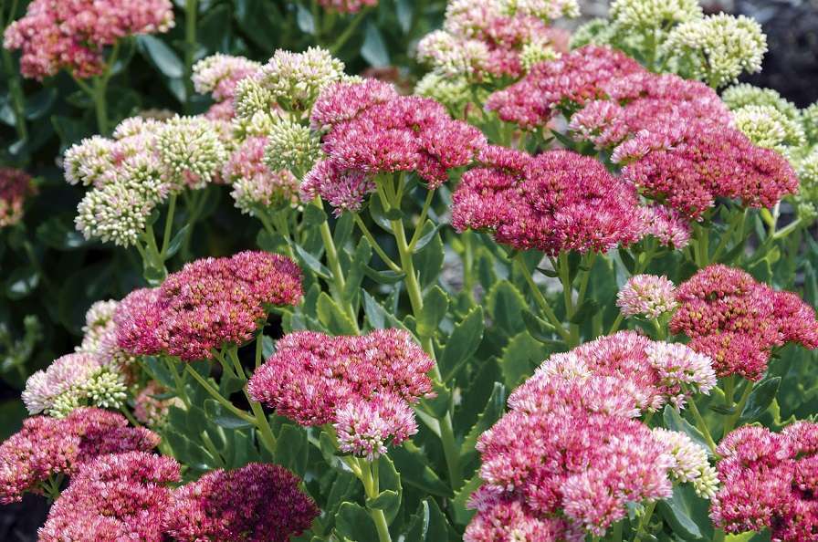 sedum flowers sedum flowers