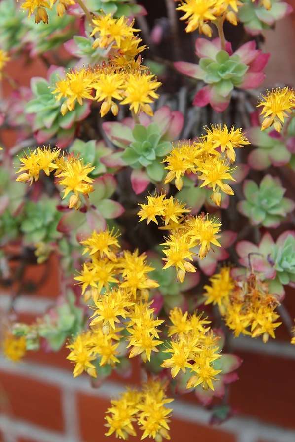 golden yellow sedum flowers golden yellow sedum flowers