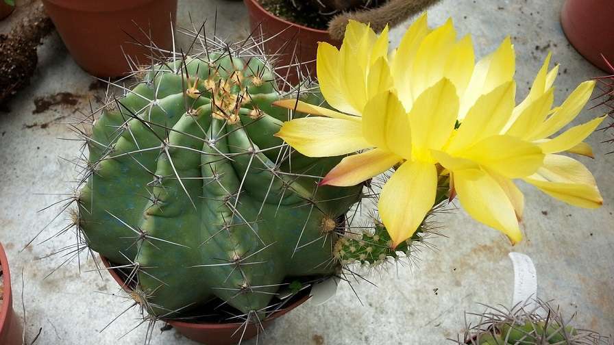 Echinocereus yellow flower Echinocereus yellow flower