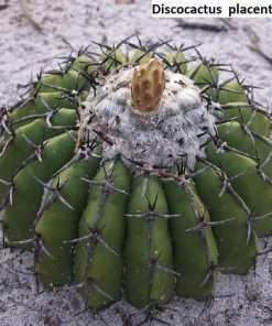 Discocactus placentiformis seeds