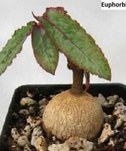 Euphorbia cremersii seeds