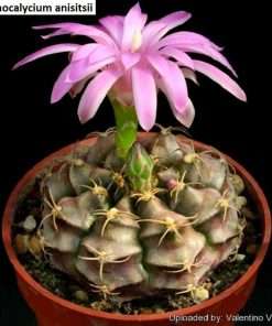 Gymnocalycium anisitsii seeds