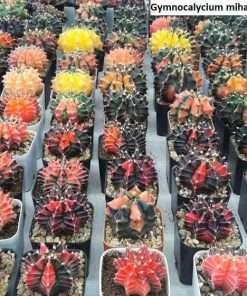 Gymnocalycium mihanovichii variegated seeds