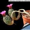 Turbinicarpus mandragora ssp. subterraneus seeds