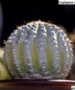 copiapoa cinerea f inermis seeds