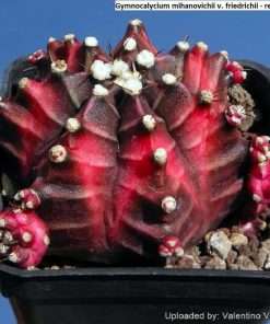 Gymnocalycium mihanovichii v. friedrichii - red color