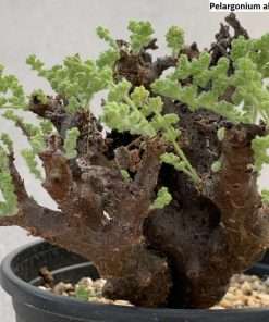 Pelargonium alternans seeds