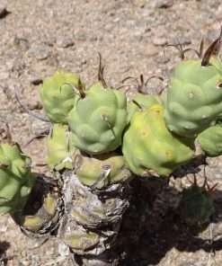 Tephrocactus euphorbioides seeds