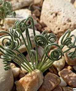 albuca viscosa seeds