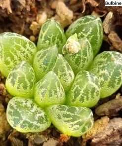 Bulbine lolita seeds