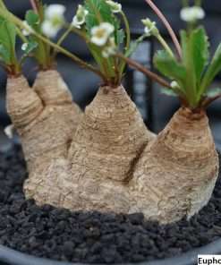 Euphorbia spannringii seeds