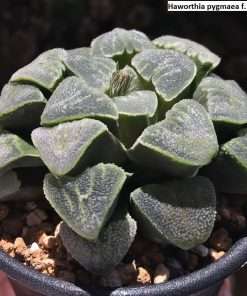 Haworthia pygmaea f. crystallina seeds