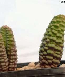 Bulbine bruynsii seeds