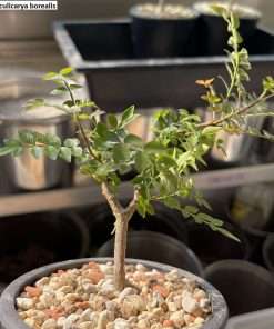 Operculicarya borealis seeds