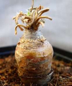 Pelargonium aestivale seeds