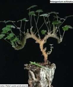 Pelargonium echinatum seeds