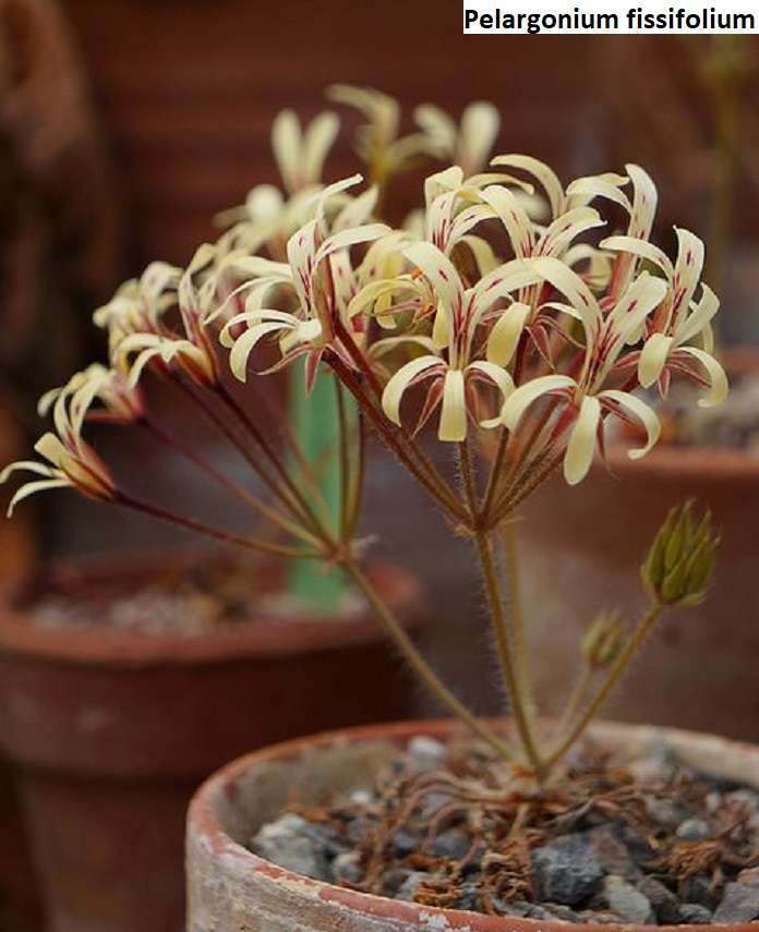 Pelargonium fissifolium seeds