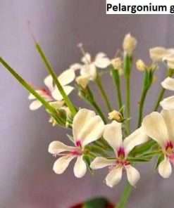 Pelargonium grenvilleae seeds