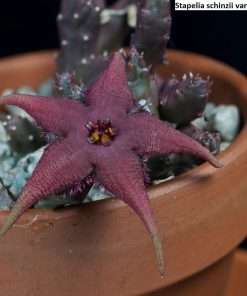 Stapelia schinzii var angolensis seeds