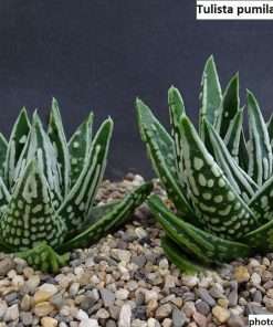 tulista pumila tears of angels seeds
