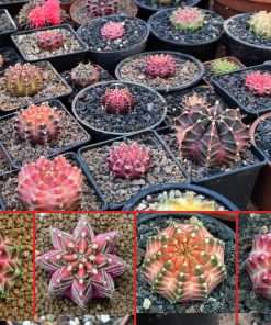 Gymnocalycium mihanovichii 'Neon' seeds