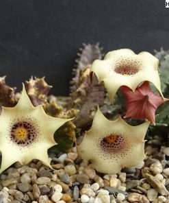Huernia blyderiverensis seeds