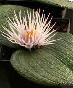 Massonia pustulata seeds