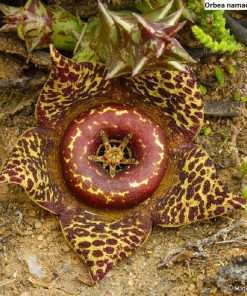 Orbea namaquensis seeds
