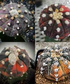 Astrophytum asterias - purple variegated hybrids seeds