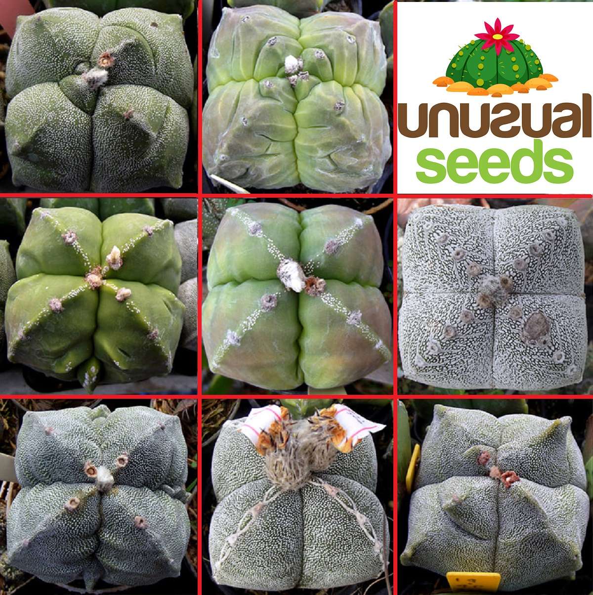 Astrophytum myriostigma cv. Quadricostatum hybrids seeds