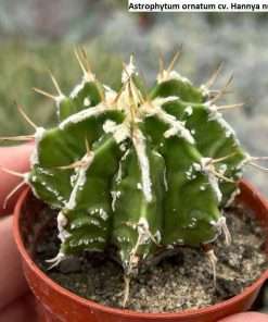 Astrophytum ornatum cv. Hannya nudum seeds
