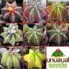 Astrophytum ornatum 'multicolor' hybrids seeds