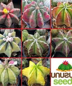 Astrophytum ornatum 'multicolor' hybrids seeds