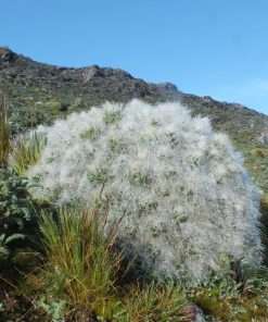 Austrocylindropuntia floccosa seeds