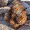 Copiapoa andina ssp. armata seeds