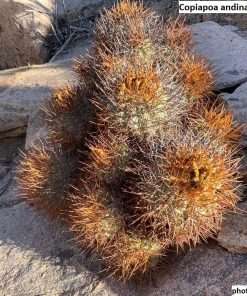 Copiapoa andina ssp. armata seeds