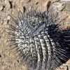 Copiapoa cinerea f. longispina seeds