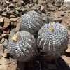 Copiapoa cinerea f. minor seeds